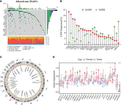 A novel RNA modification prognostic signature for predicting the characteristics of the tumor microenvironment in gastric cancer